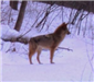 Coyotes Spotted in Daytime Methuen