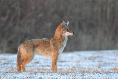 Photo by Conservation Officer Joseph Giarrusso and Other Contributors