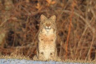 Methuen Resident's Photo of a Coyote in Methuen