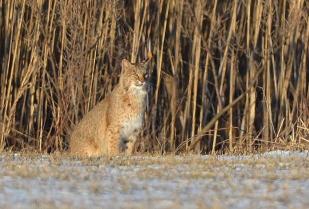 Methuen Resident's Photo of a Coyote in Methuen