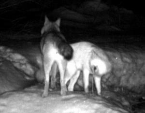 Coyotes Spotted in Nightfall in Methuen
