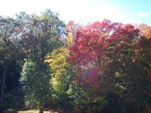 Colors of Autumn in Methuen
