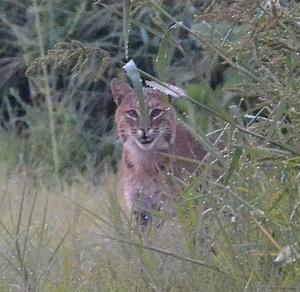  A bobcat spotted in the Merrimack Valley