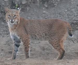  A bobcat spotted in the Merrimack Valley