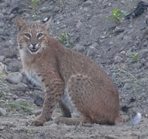  A bobcat spotted in the Merrimack Valley