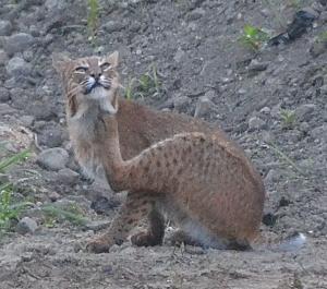  A bobcat spotted in the Merrimack Valley