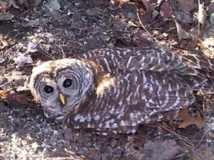A Barred Owl Photographed in Methuen