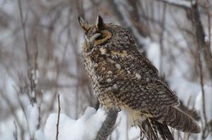 Photo of a Long-Eared Owl Taken in the Area
