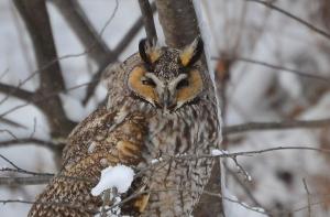 Photo of a Long-Eared Owl Taken in the Area