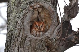Red Screech Owls