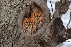 Red Screech Owls