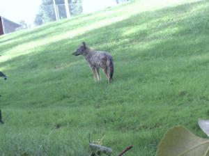 Coyote Pup From the Forest Street Area in Methuen