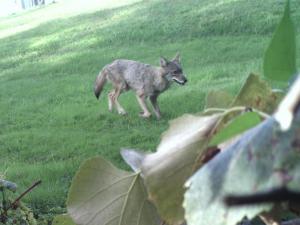 Coyote Pup From the Forest Street Area in Methuen