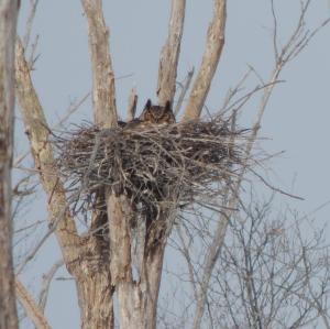 Great Horned Owl Nesting in Methuen